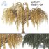 Willow Tree 01 - Thumbnail 1