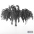 Willow Tree 01 - Thumbnail 2