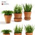 Terracotta Pots Plants - Thumbnail 1
