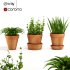 Terracotta Pots Plants - Thumbnail 3