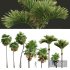 Acoelorrhaphe Wrightii and Borassus Flabellifer and Areca Catechu Decorative Garden Fruit - Thumbnail 1