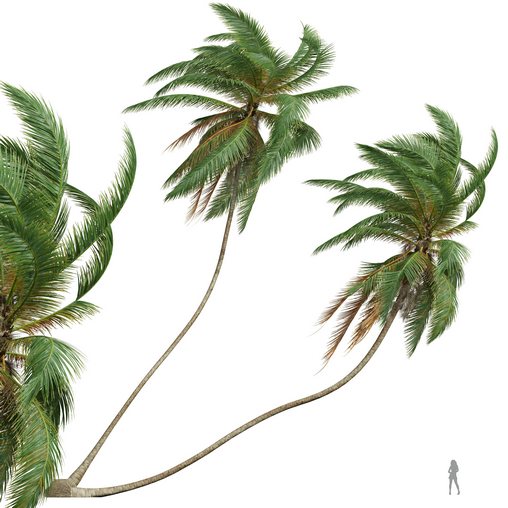 Cocos Nucifera Windy02