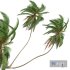 Cocos Nucifera Windy02 - Thumbnail 1