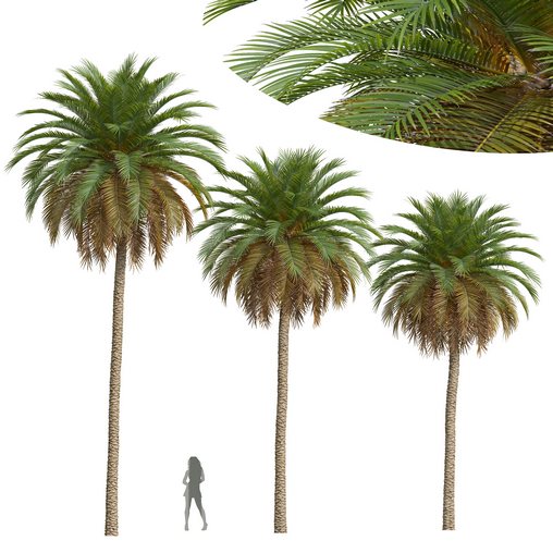 New Plant High detail Phoenix Canariensis