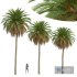 New Plant High detail Phoenix Canariensis - Thumbnail 1