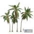 New Plant High detail Cocos Nucifera Medium - Thumbnail 1