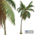 New Plant High detail Cocos Nucifera Medium - Thumbnail 2