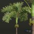 Acoelorrhaphe Wrightii and Borassus Flabellifer and Areca Catechu Decorative Garden Fruit - Thumbnail 2