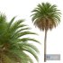 New Plant High detail Phoenix Canariensis - Thumbnail 2