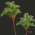 New Plant High detail Cyrtostachys Renda Tall - Thumbnail 2