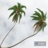 Cocos Nucifera Windy02 - Thumbnail 2