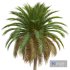 New Plant High detail Phoenix Canariensis - Thumbnail 3