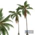 New Plant High detail Cocos Nucifera Medium - Thumbnail 3