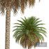 New Plant High detail Phoenix Canariensis - Thumbnail 4