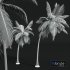 New Plant High detail Cocos Nucifera Medium - Thumbnail 4