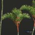 New Plant High detail Cyrtostachys Renda Medium - Thumbnail 2