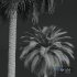 New Plant High detail Phoenix Canariensis - Thumbnail 5