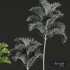 New Plant High detail Cyrtostachys Renda Tall - Thumbnail 4