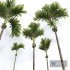 Acoelorrhaphe Wrightii and Borassus Flabellifer and Areca Catechu Decorative Garden Fruit - Thumbnail 4