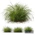 HQ Plants Carex Elata Aurea Grass Version2 - Thumbnail 1