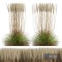 HQ Plants Calamagrostis Acutiflora Karl Foerster pruned - Thumbnail 1