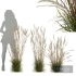 HQ Plants Calamagrostis Acutiflora Karl Foerster Version3 - Thumbnail 1