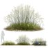Plants Stipa arundinacea Sweet Grass Wide - Thumbnail 1