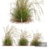 HQ Plants Calamagrostis Acutiflora Karl Foerster Version2 - Thumbnail 1