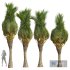 New Plant High detail Phoenix Canariensis Washingtonia Robusta - Thumbnail 1