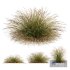 HQ Plants Stipa arundinacea Anemanthele lessoniana - Thumbnail 1