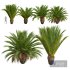 New Plant High detail Phoenix Canariensis Decorative Garden Small - Thumbnail 1