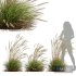 Plants Calamagrostis Acutiflora Karl Foerster Windy - Thumbnail 1