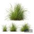 Plants Carex Elata Aurea Grass - Thumbnail 1