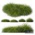 Plants Carex Elata Aurea Grass Version4 - Thumbnail 1