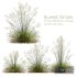Plants Stipa arundinacea Sweet Grass - Thumbnail 1