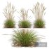 Plants Calamagrostis Acutiflora Karl Foerster - Thumbnail 1