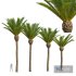New Plant High detail Phoenix Canariensis Decorative Garden - Thumbnail 1