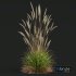 Plants Calamagrostis Acutiflora Karl Foerster - Thumbnail 2