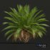 New Plant High detail Phoenix Canariensis Decorative Garden Small - Thumbnail 2
