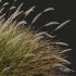 Plants Calamagrostis Acutiflora Karl Foerster Wide - Thumbnail 2