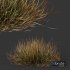 Plants Carex Testacea Orange Sedge Grass Prairie Fire Version2 - Thumbnail 2