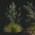 Plants Stipa arundinacea Sweet Grass - Thumbnail 2