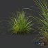 Plants Carex Elata Aurea Grass - Thumbnail 2