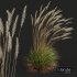 Plants Calamagrostis Acutiflora Karl Foerster Windy - Thumbnail 2