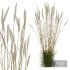 HQ Plants Calamagrostis Acutiflora Karl Foerster Version3 - Thumbnail 2