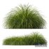 Plants Carex Elata Aurea Grass Version4 - Thumbnail 2