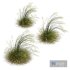 HQ Plants Stipa arundinacea Sweet Grass Windy - Thumbnail 2