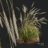 HQ Plants Calamagrostis Acutiflora Karl Foerster Version2 - Thumbnail 4
