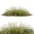 Plants Stipa arundinacea Sweet Grass Wide - Thumbnail 2