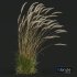 Plants Calamagrostis Acutiflora Karl Foerster V3 Windy - Thumbnail 2